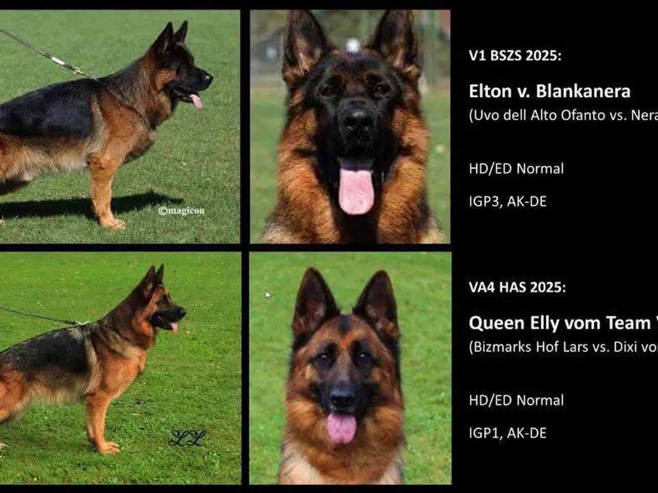 Billede 1 - Langhåret og korthåret schæfer hvalpe