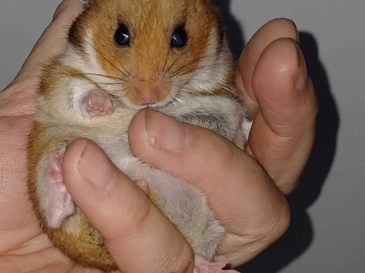 Billede 14 - Guldhamster unger