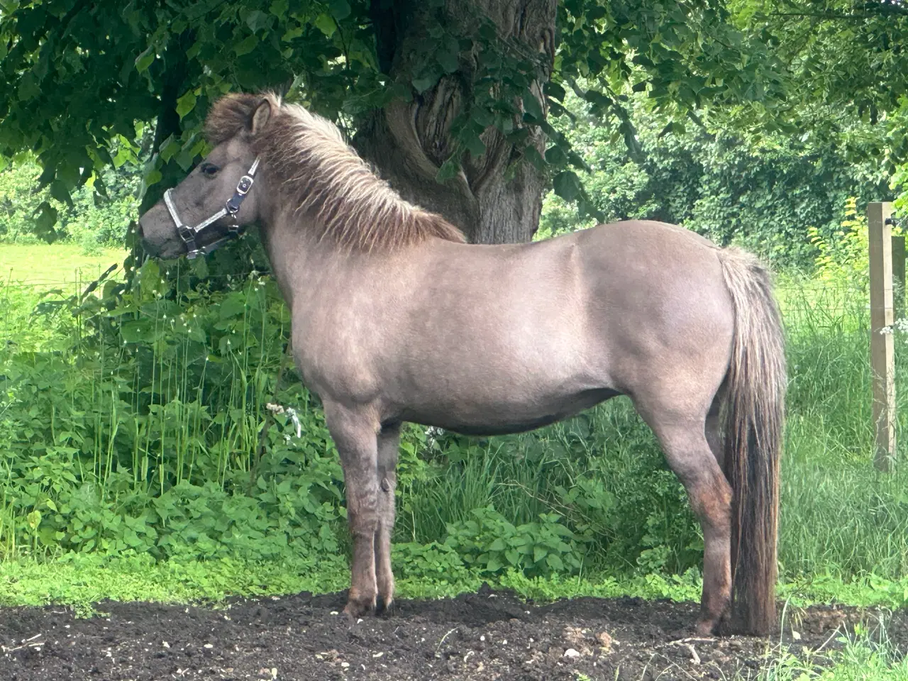 Billede 4 - Smuk sortblak hoppe 