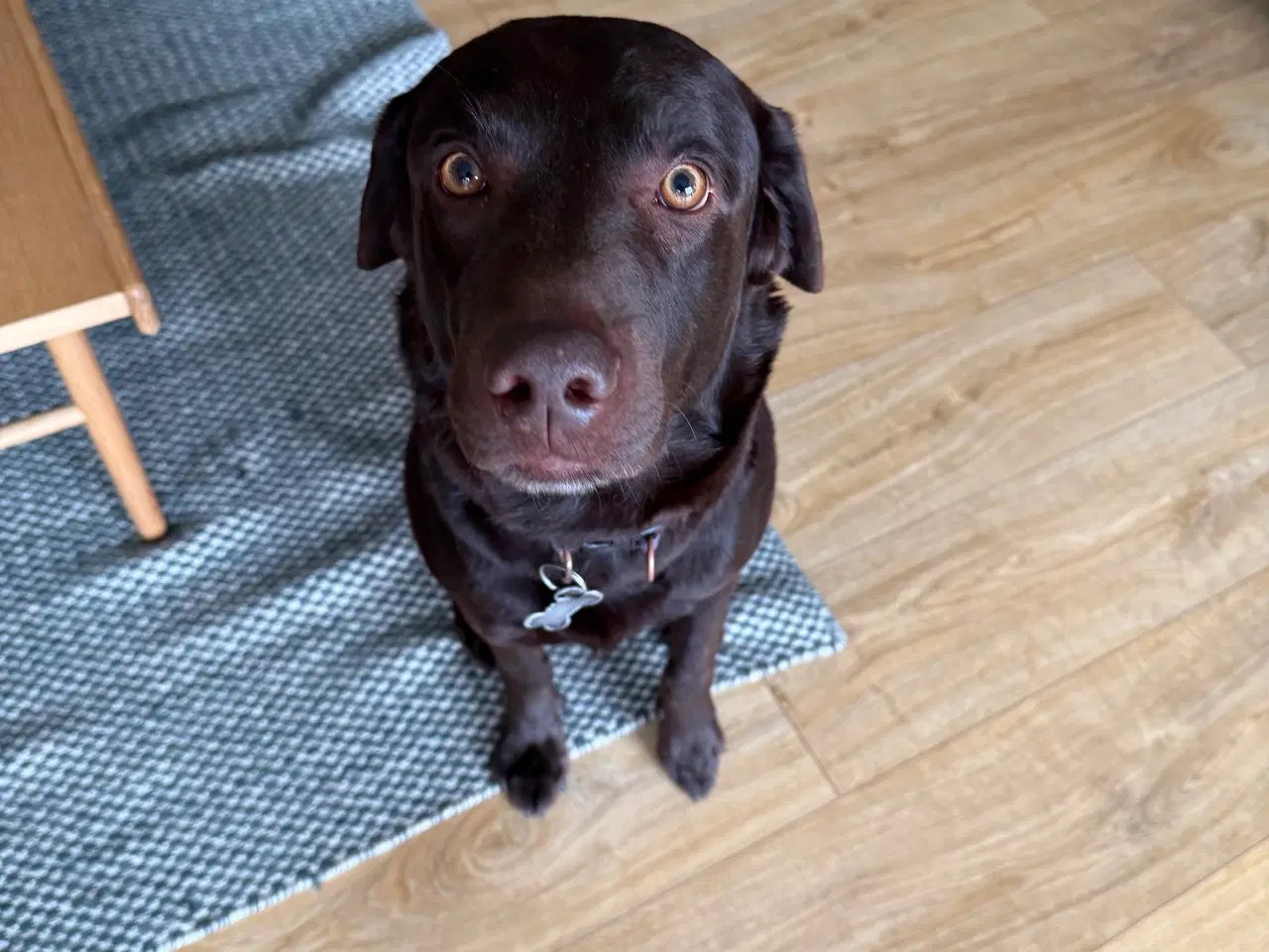 Billede 1 - Labrador tilbydes til avl