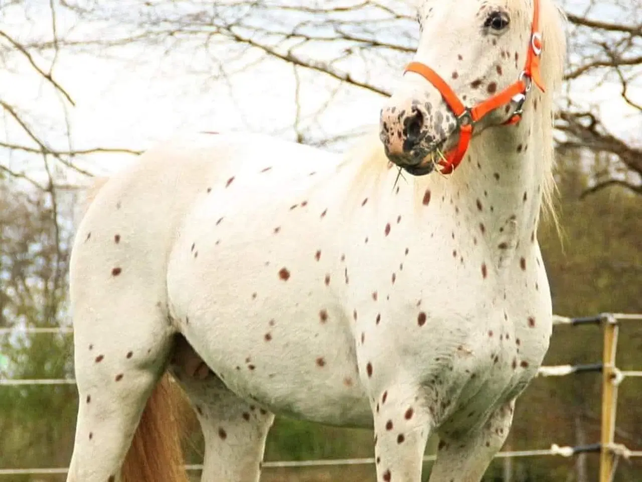Billede 5 - Max 1'er pony