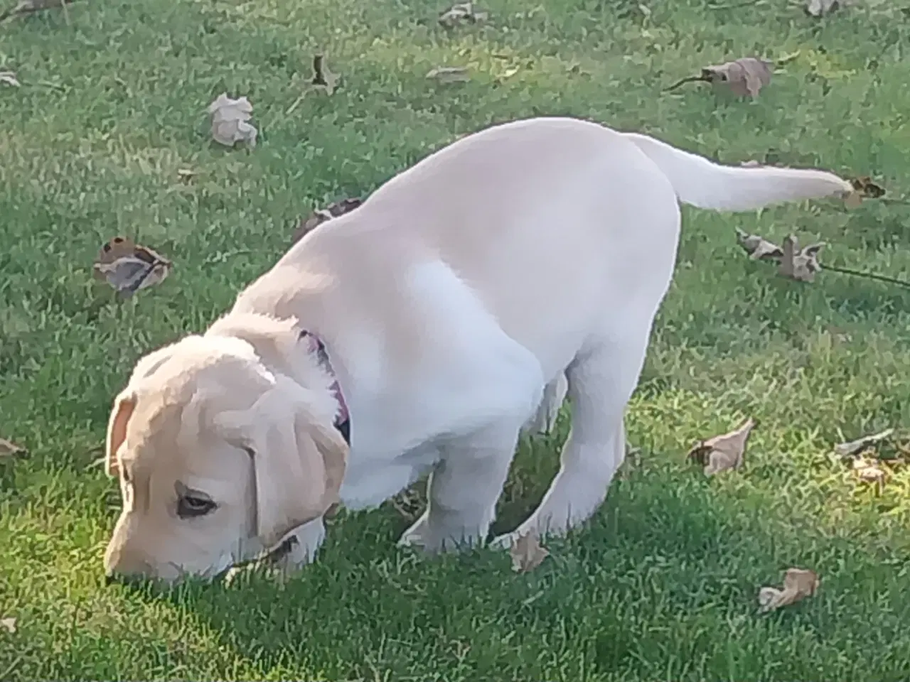 Billede 5 - Gule labrador hvalpe.