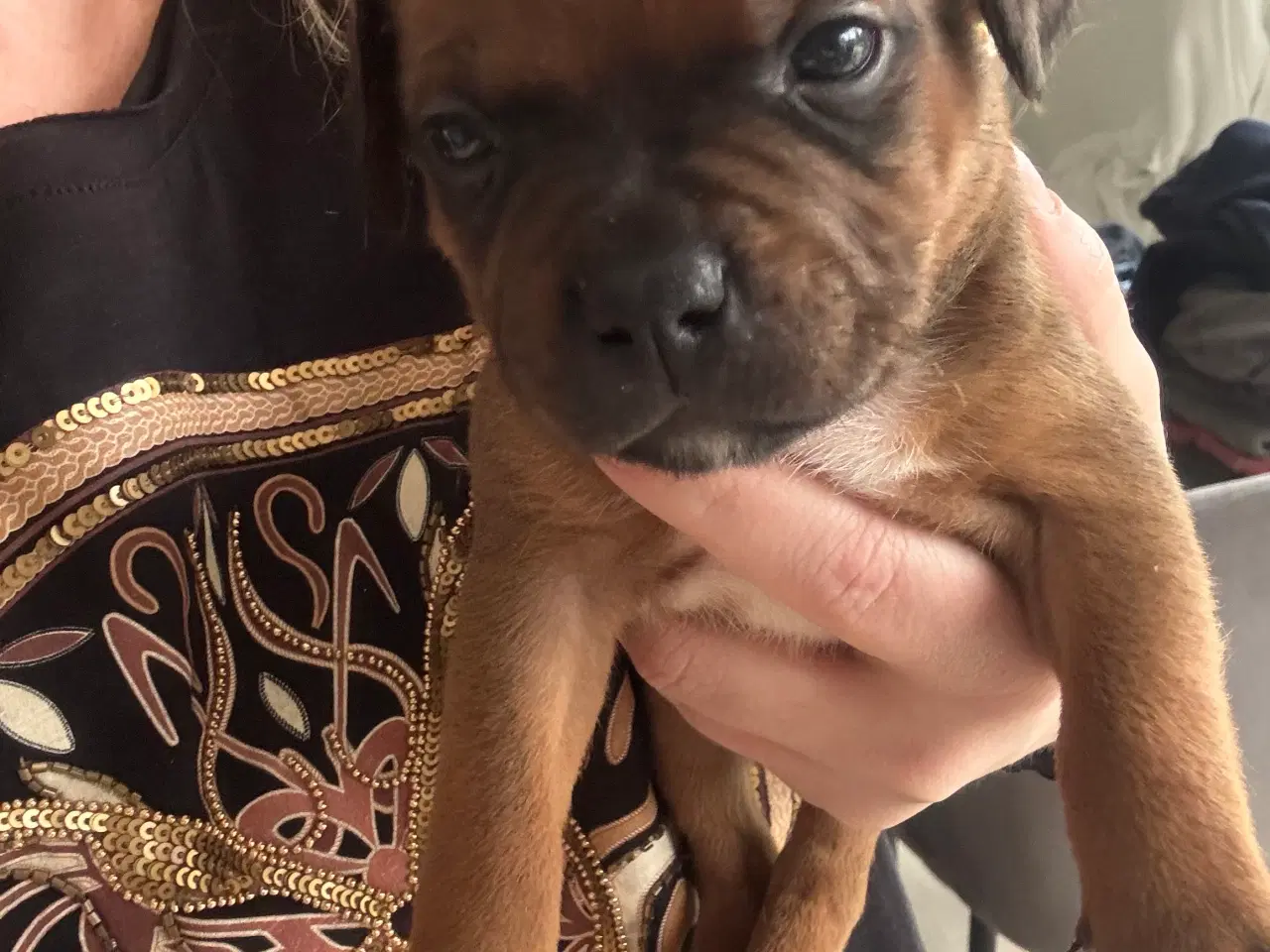 Billede 3 - Staffordshire bull terrier hvalpe