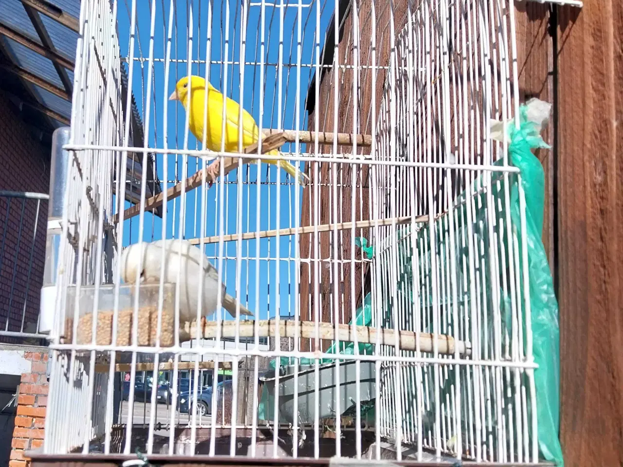 Billede 9 - 2 stk kanariefugle