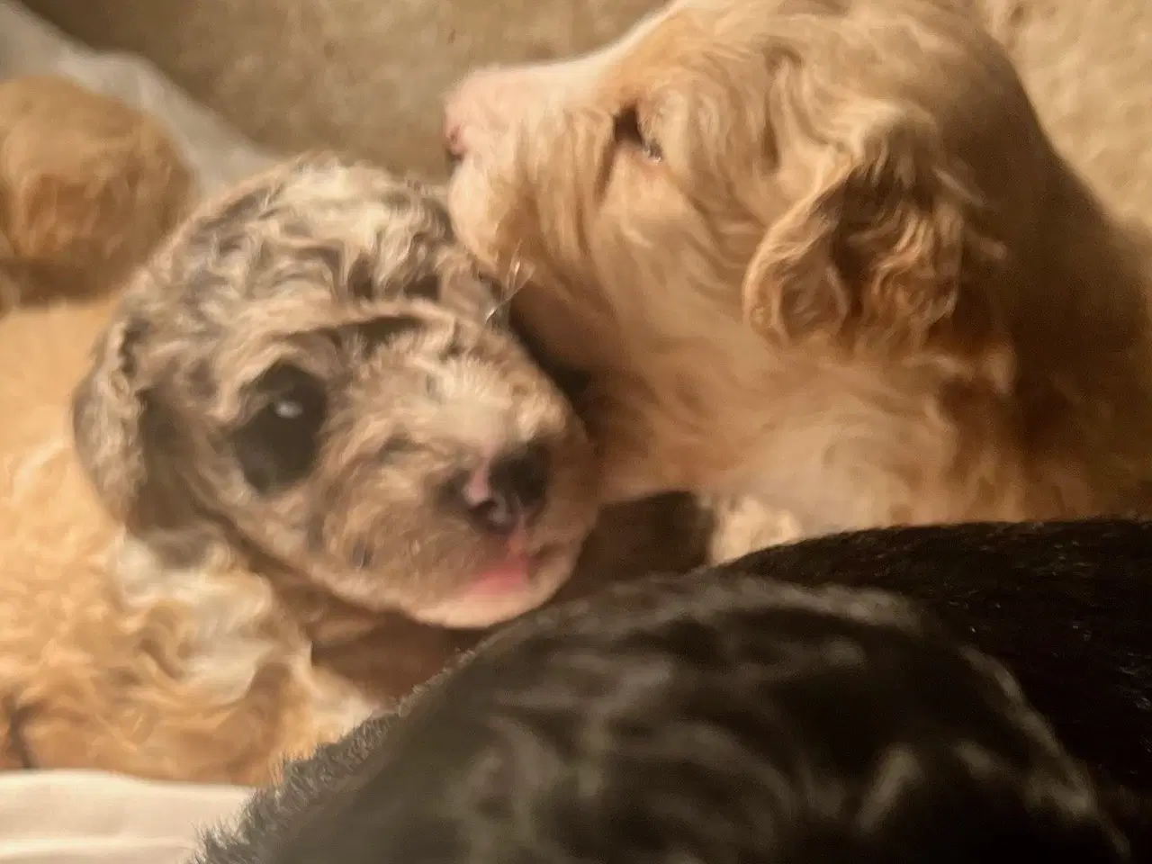 Billede 16 - Super lækre, og kraftige Lagotto / Spansk Vandhund