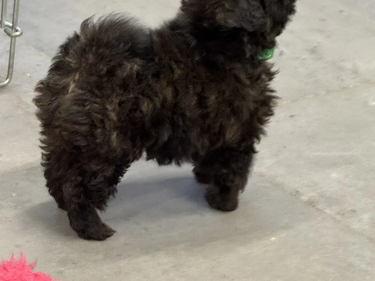 Billede 8 - 🐾 Skønne Pomapoo hvalpe søger deres forever homes