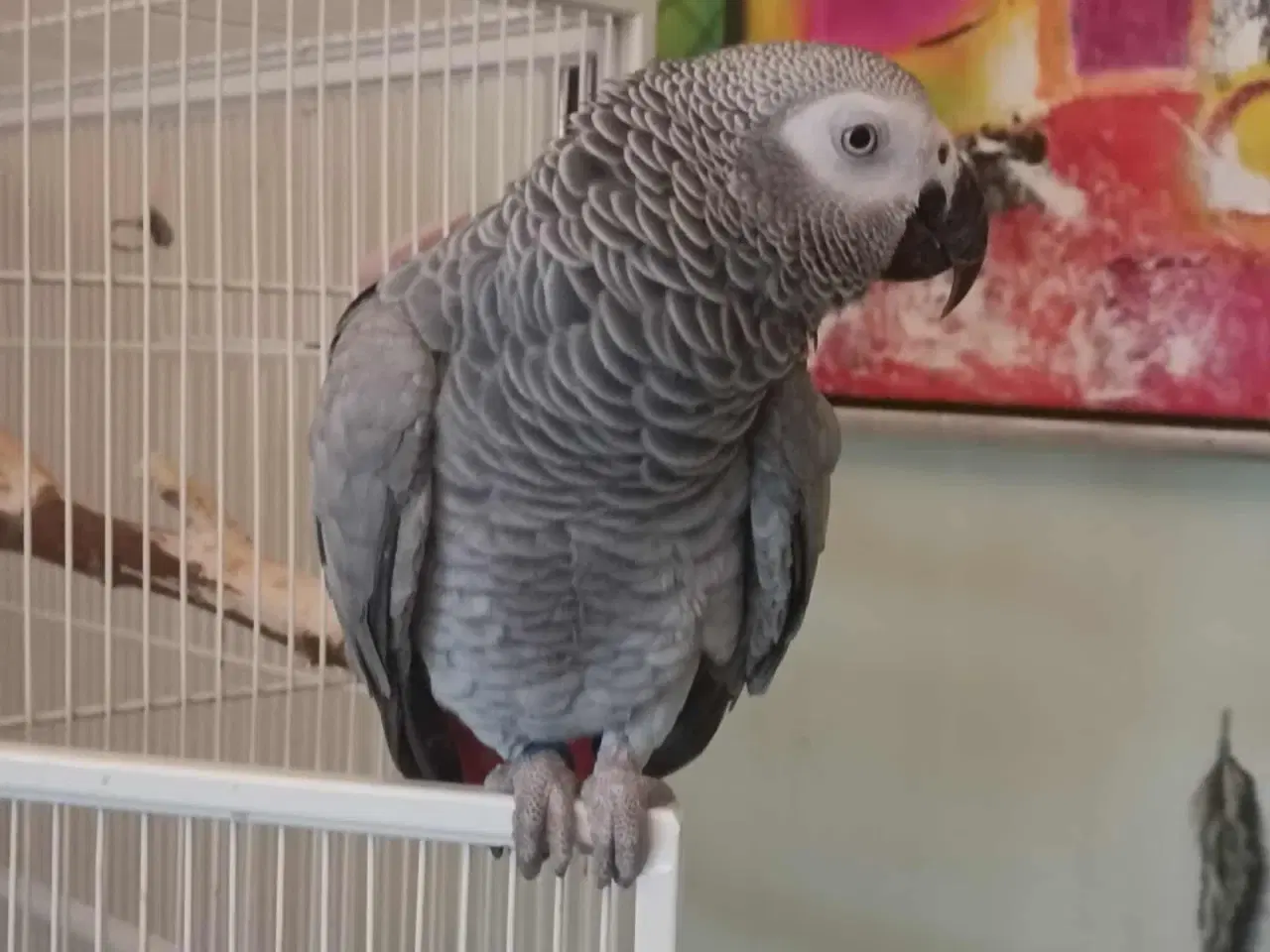 Billede 1 - Grå Jaco 