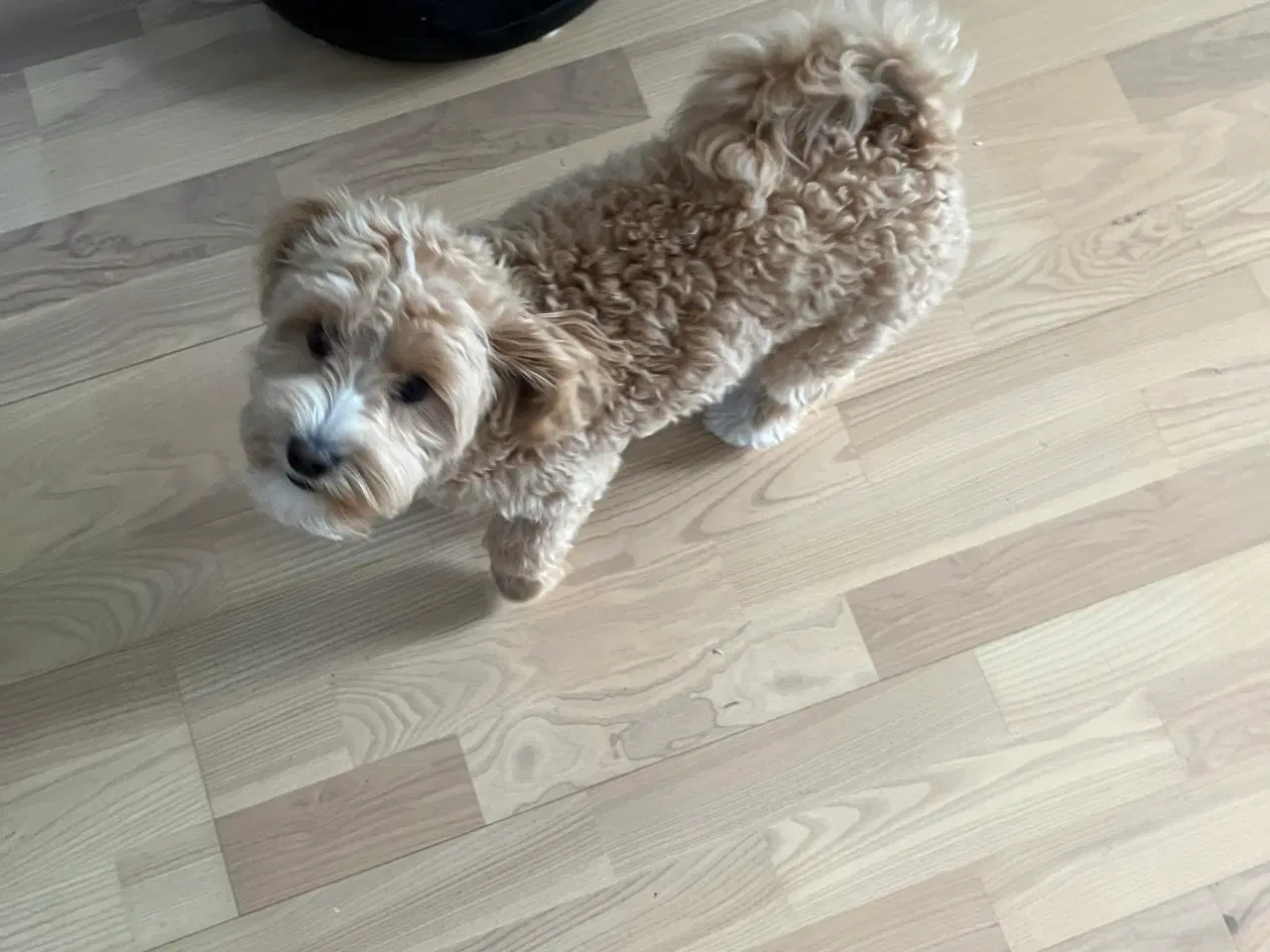 Billede 2 - Maltipoo tæve 6 mdr.