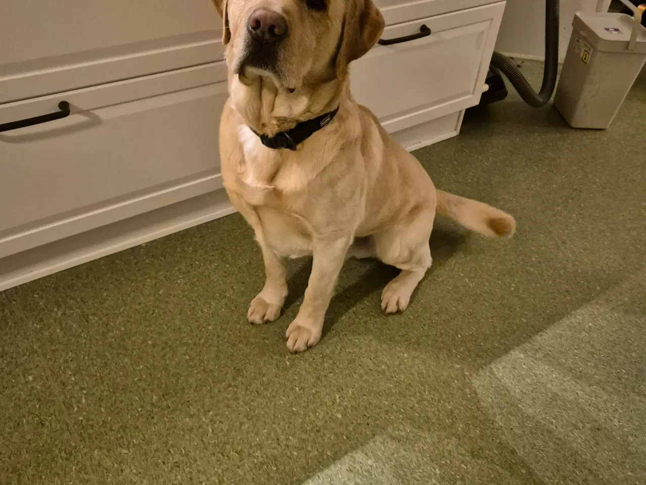 Billede 2 - Tilbydes til avl/parring 