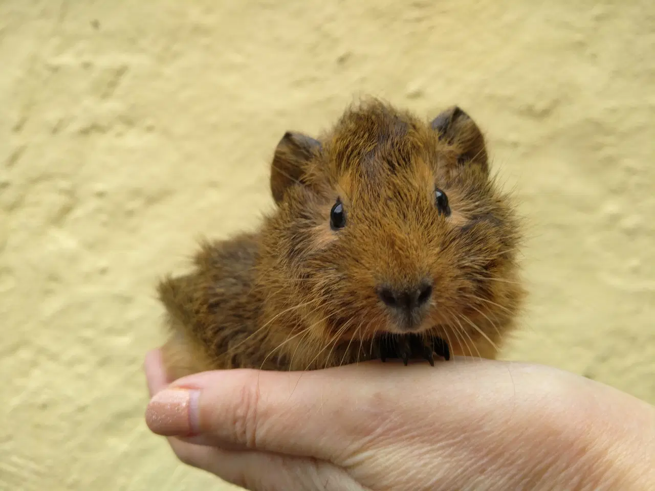 Billede 2 - 2 Rosette brødre