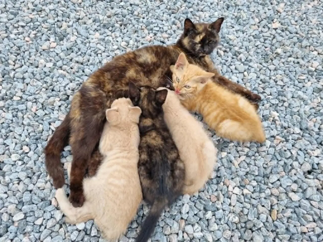 Billede 2 - Katte killinger
