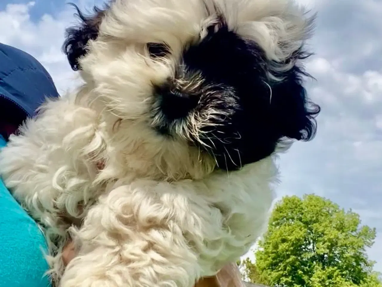Billede 11 - Allergivenlig Shih Tzu hvalpe