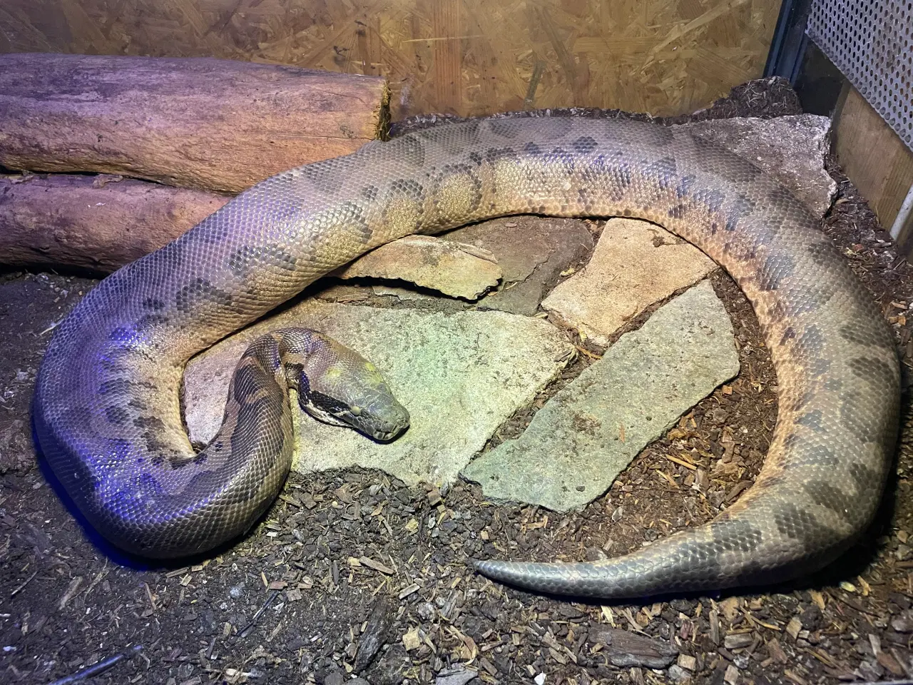 Billede 3 - Sort blod python par