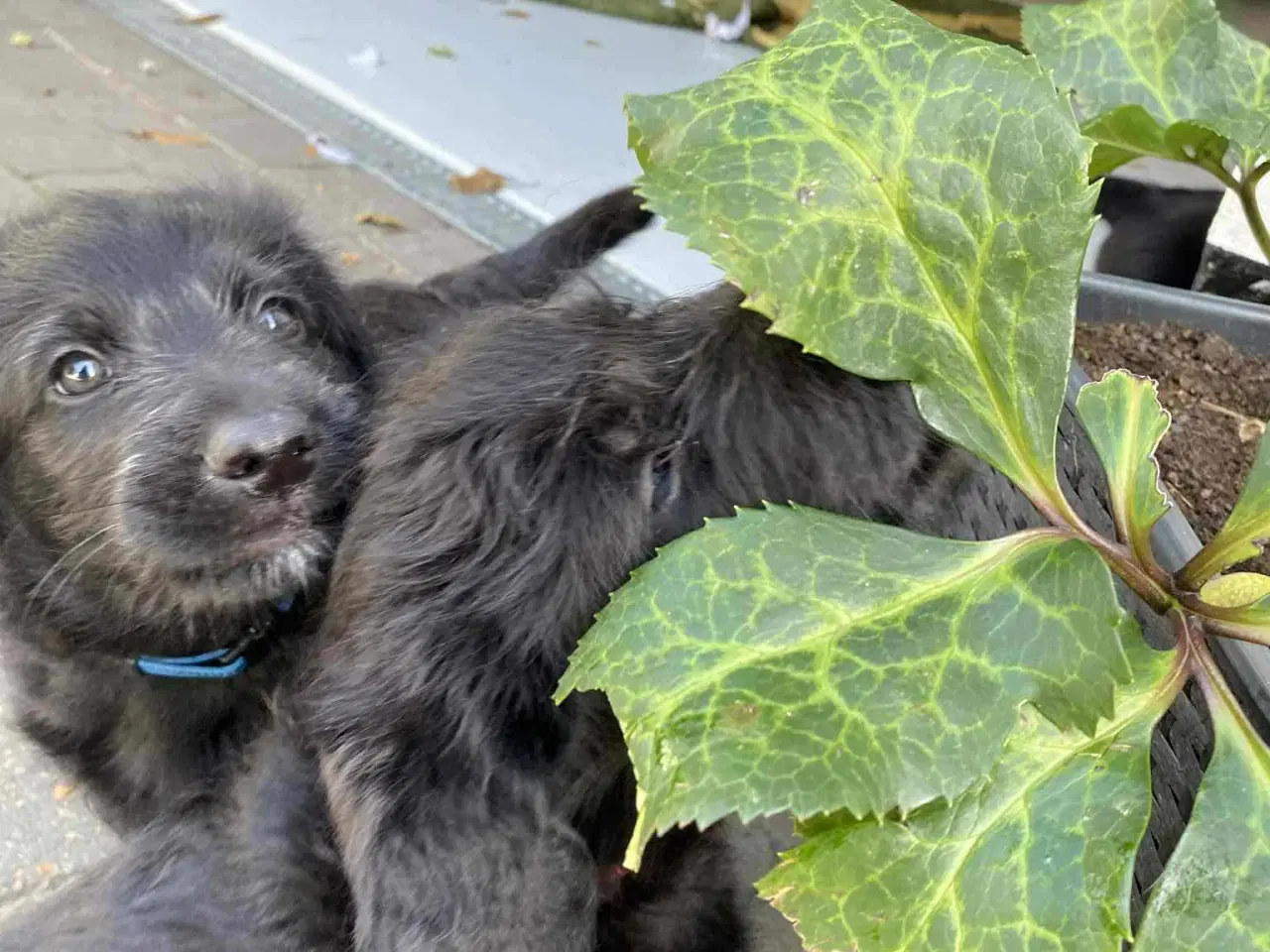 Billede 4 - Hundehvalp Shepadoole