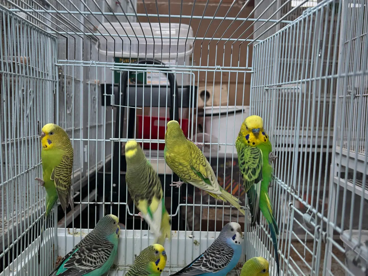 Billede 1 - 4 par undulater sælges