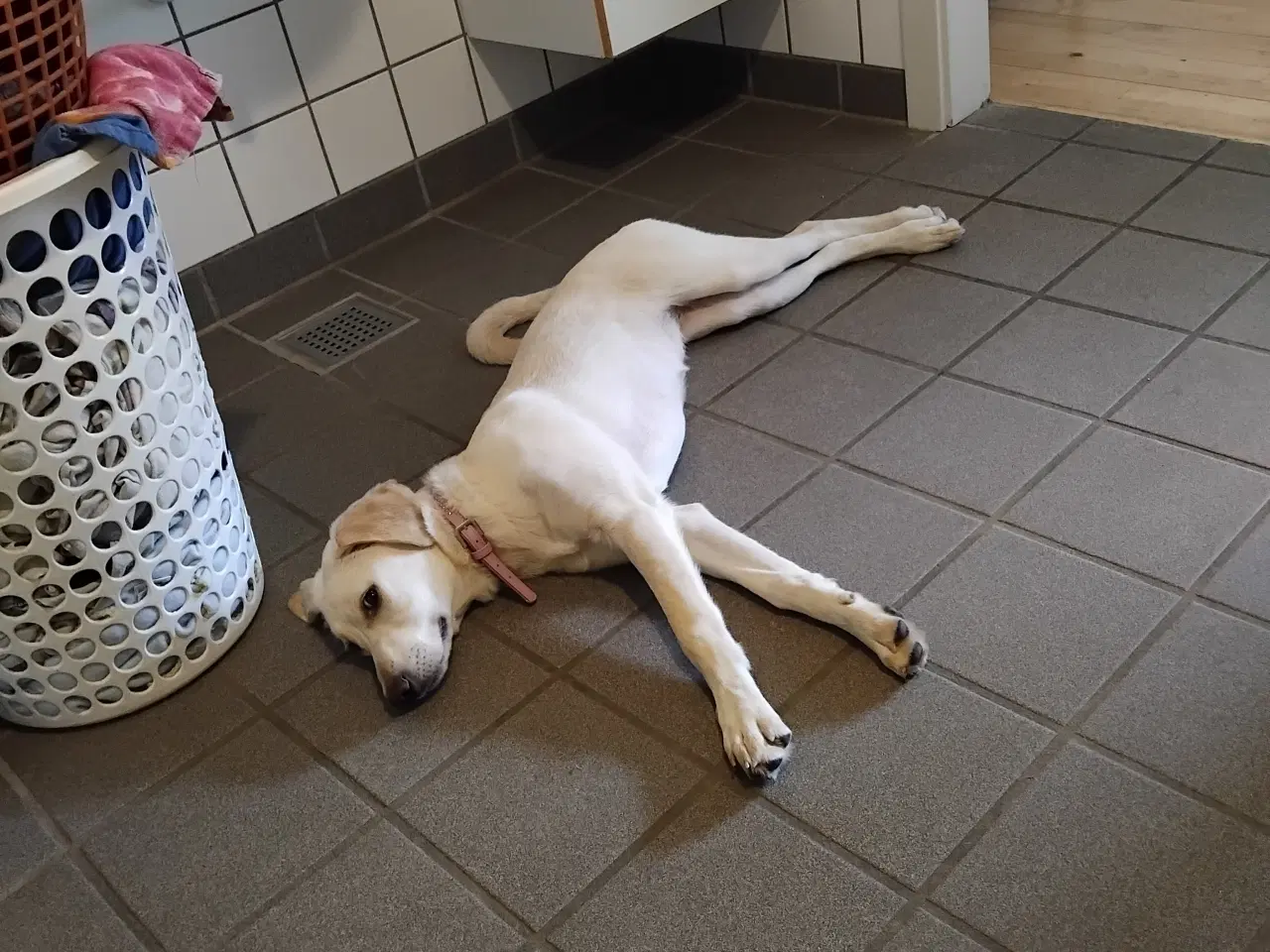 Billede 2 - Hund Sif på 6 måneder