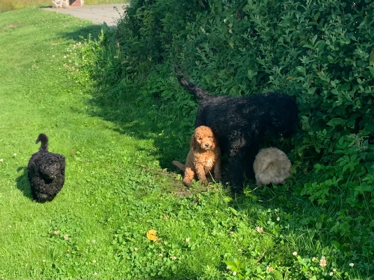 Billede 16 - Mini Golden Doodle F1B babyer 