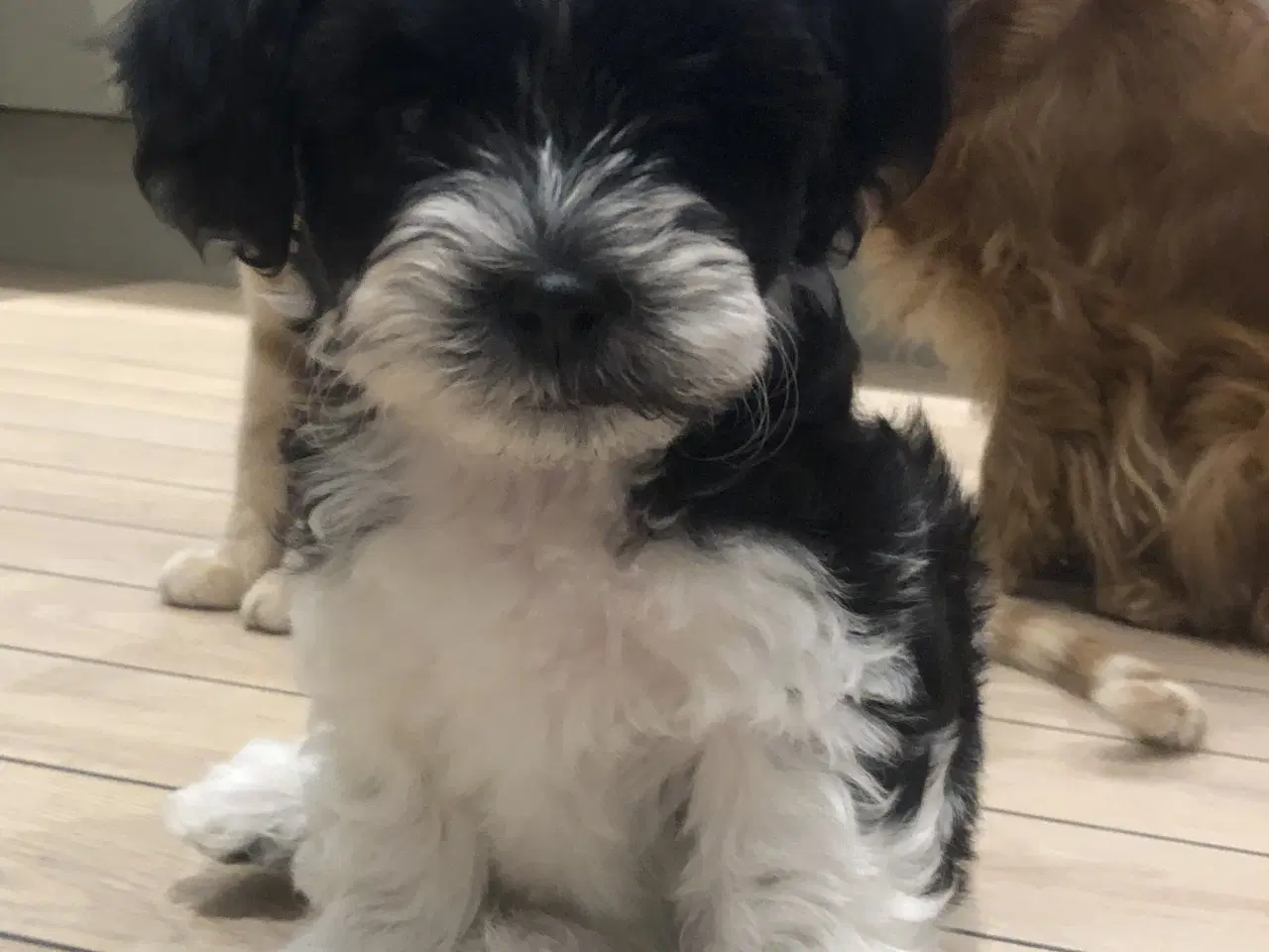 Billede 1 - Påske doodle