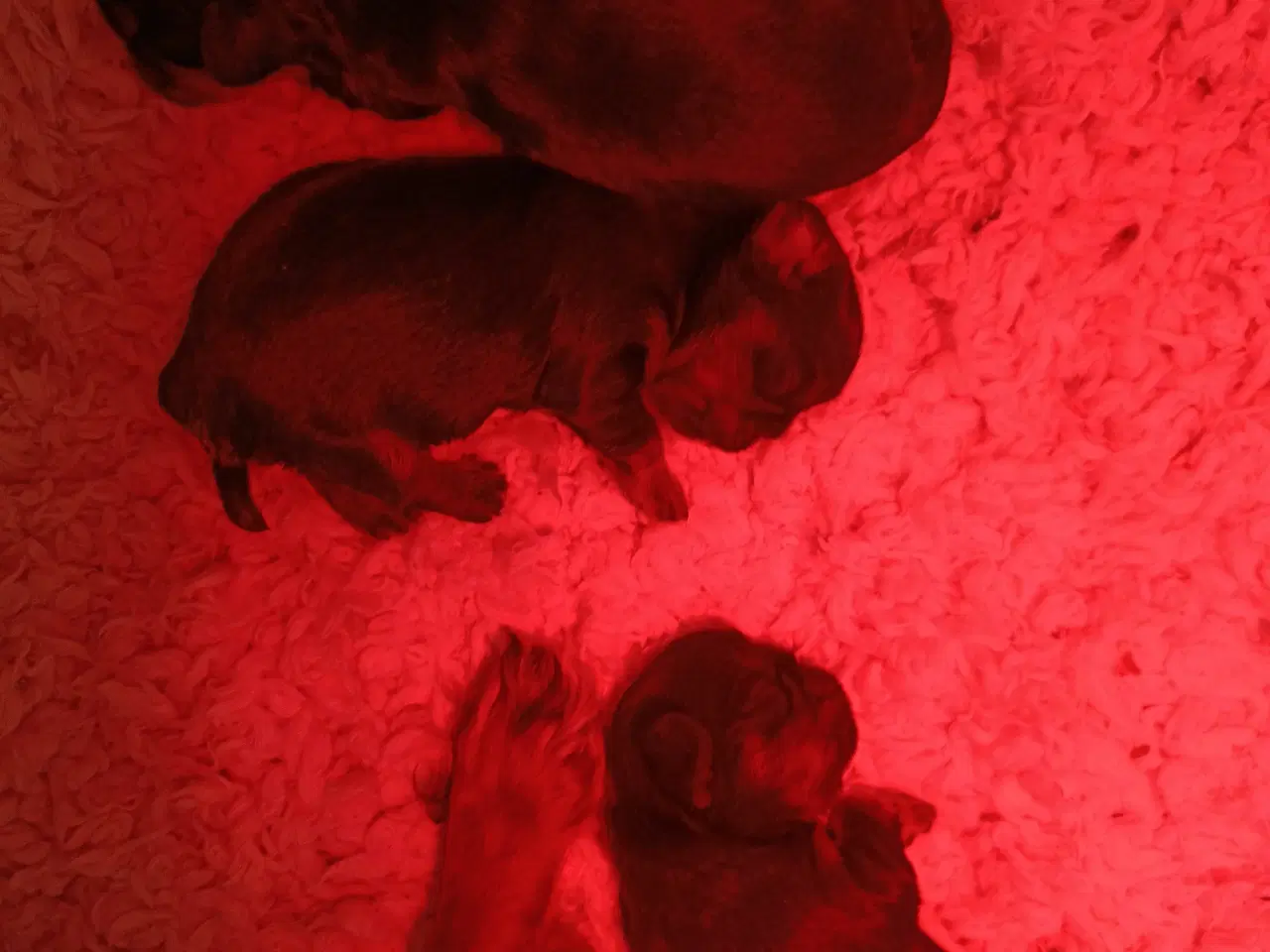 Billede 5 - King Charles Spaniel 