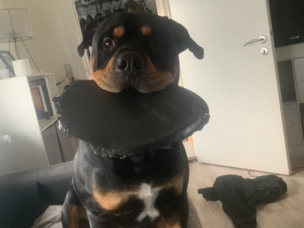 Billede 7 - Dejlige hundehvalpe Rottweiler/Labrador/Broholmer/