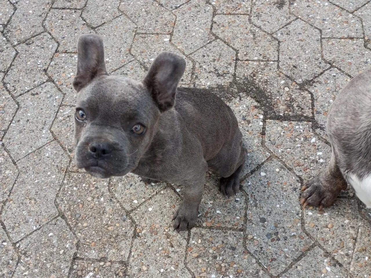 Billede 1 - Fransk Bulldog Hvalpe
