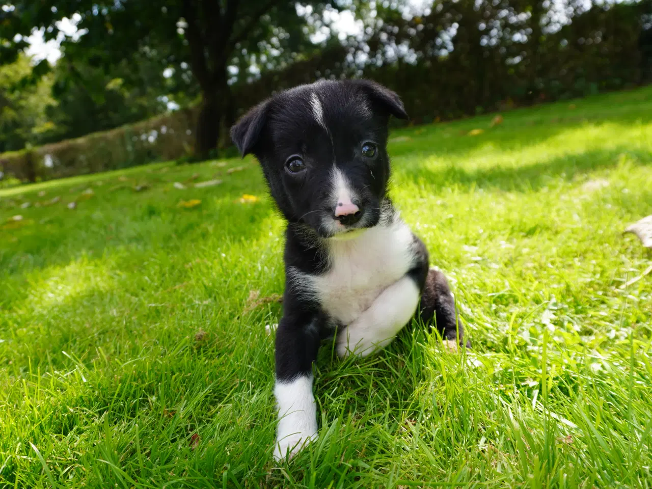 Billede 6 - Border Collie hvalpe