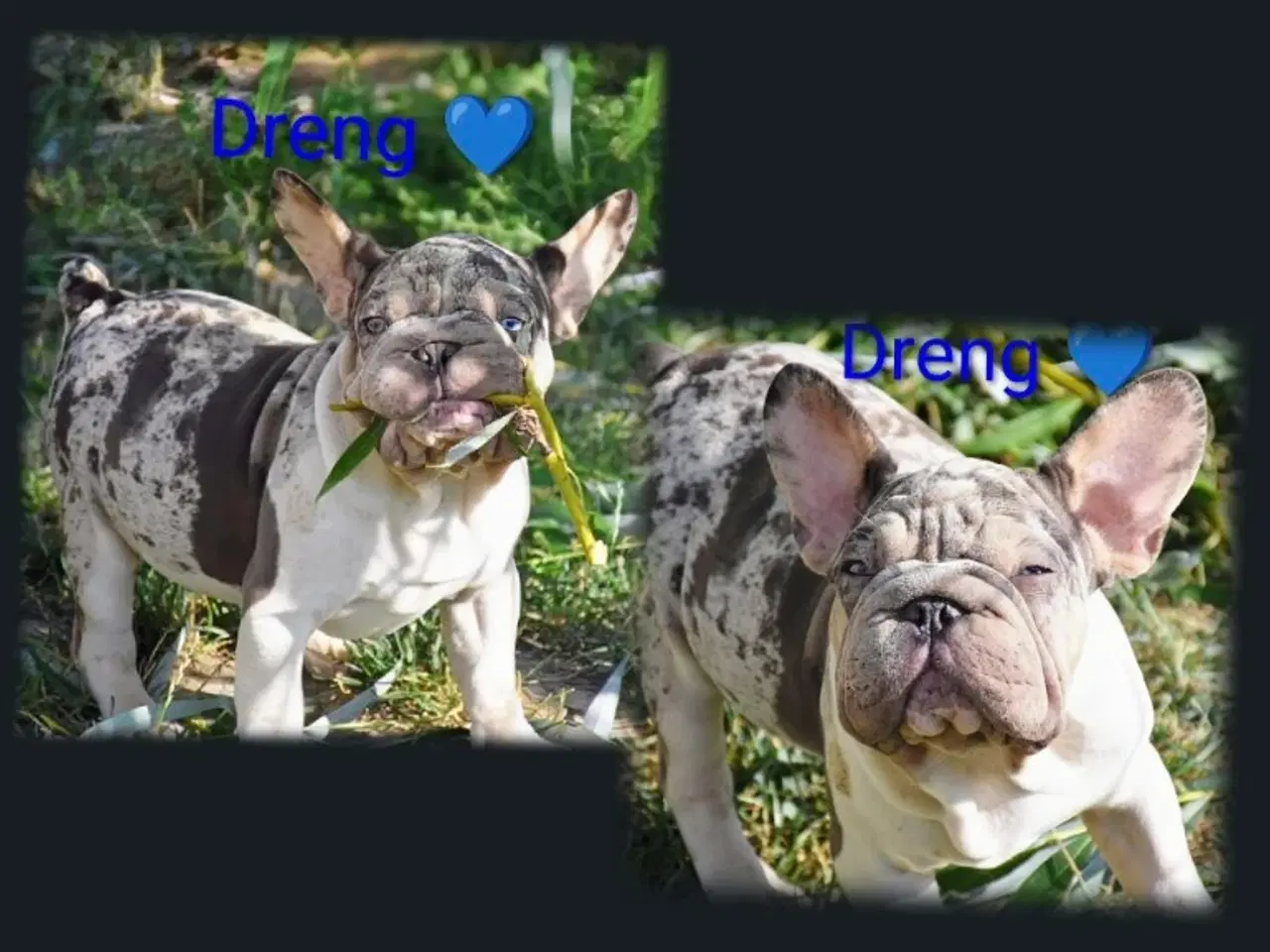 Billede 9 - Fransk bulldog 