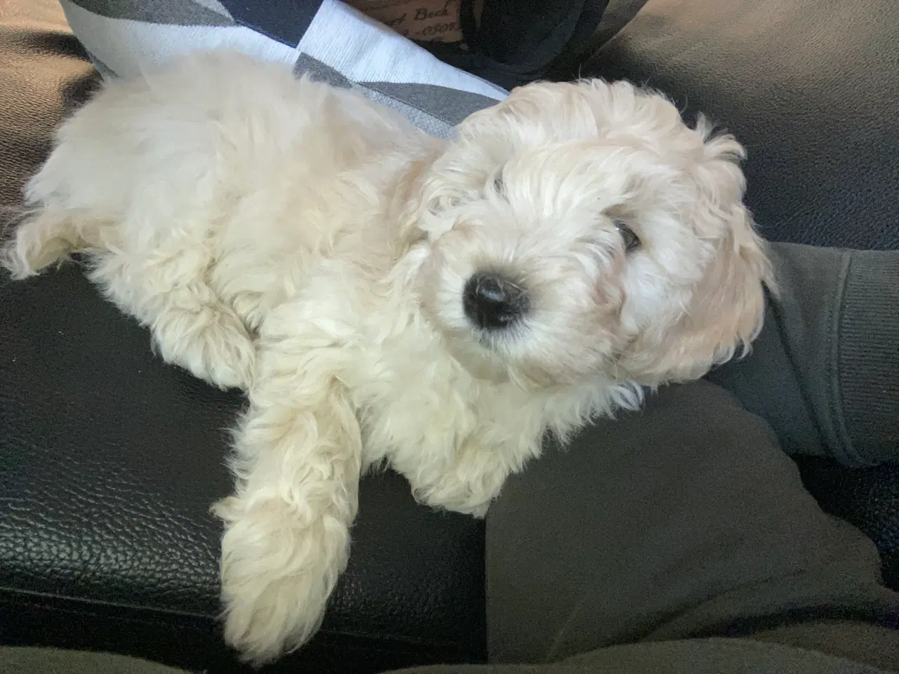 Billede 3 - Maltipoo hvalp 