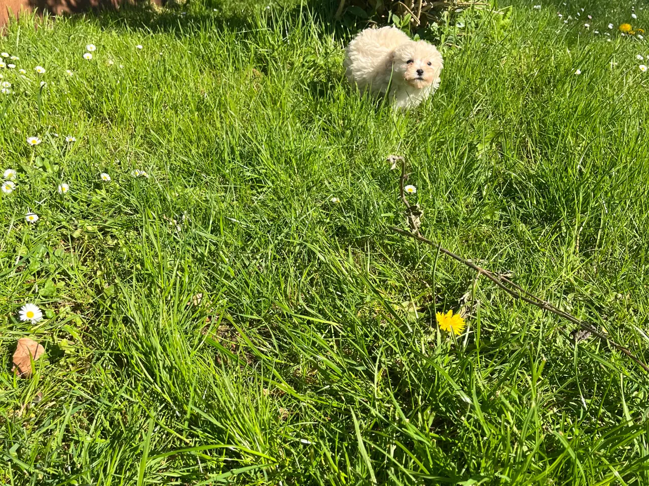Billede 6 - Maltipoo hvalpe