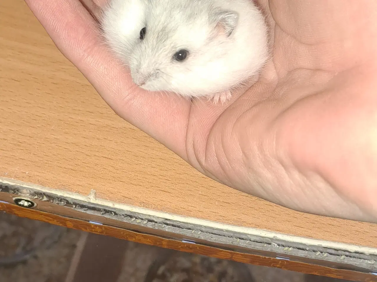 Billede 2 - Hvide Hamster unger