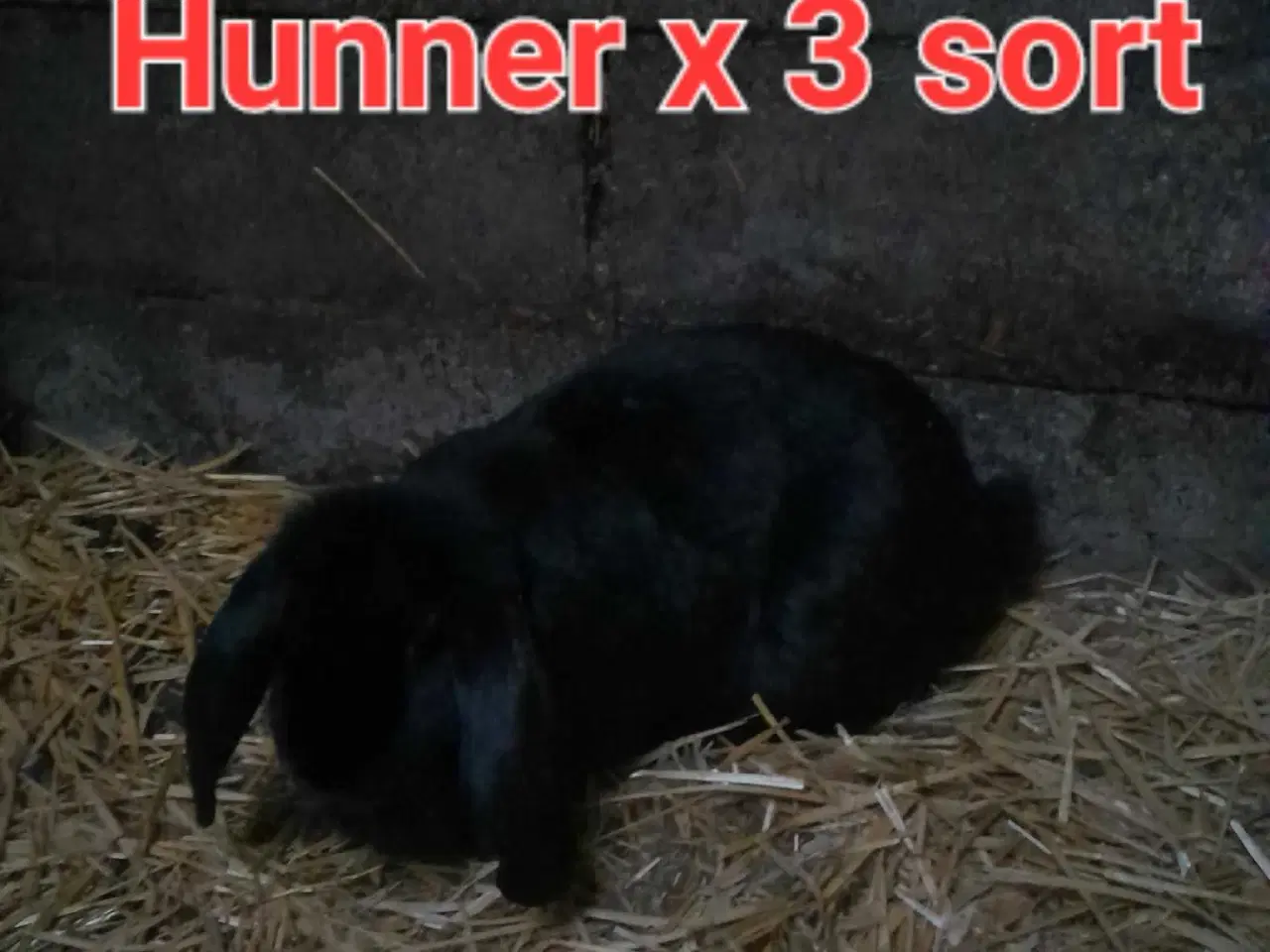 Billede 4 - Kaniner hvidland/California og ren Fransk vædder