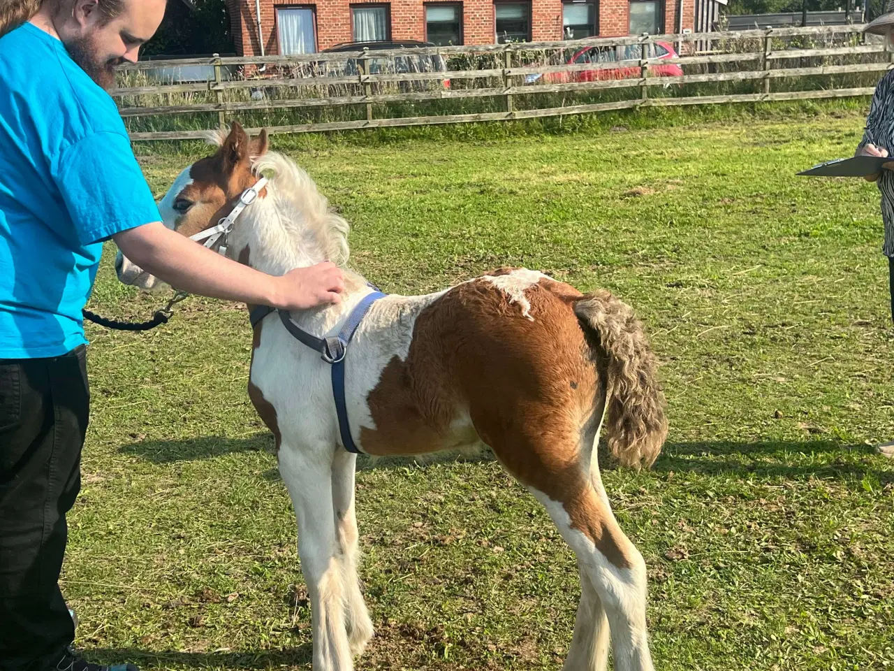 Billede 2 - Miniature Irish cob / Tinker 