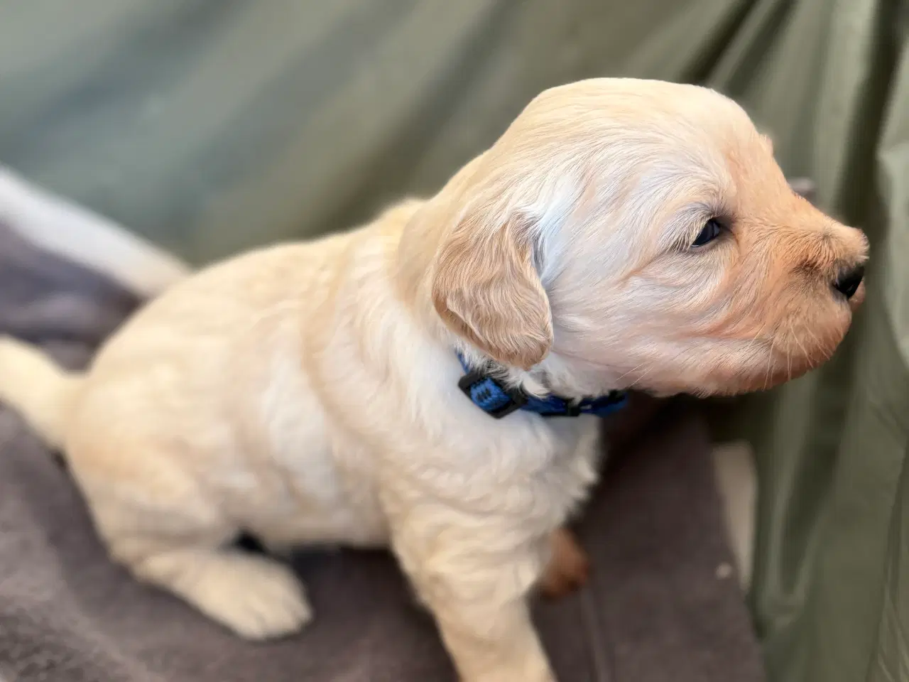 Billede 3 - Goldendoodle hvalpe sælges 