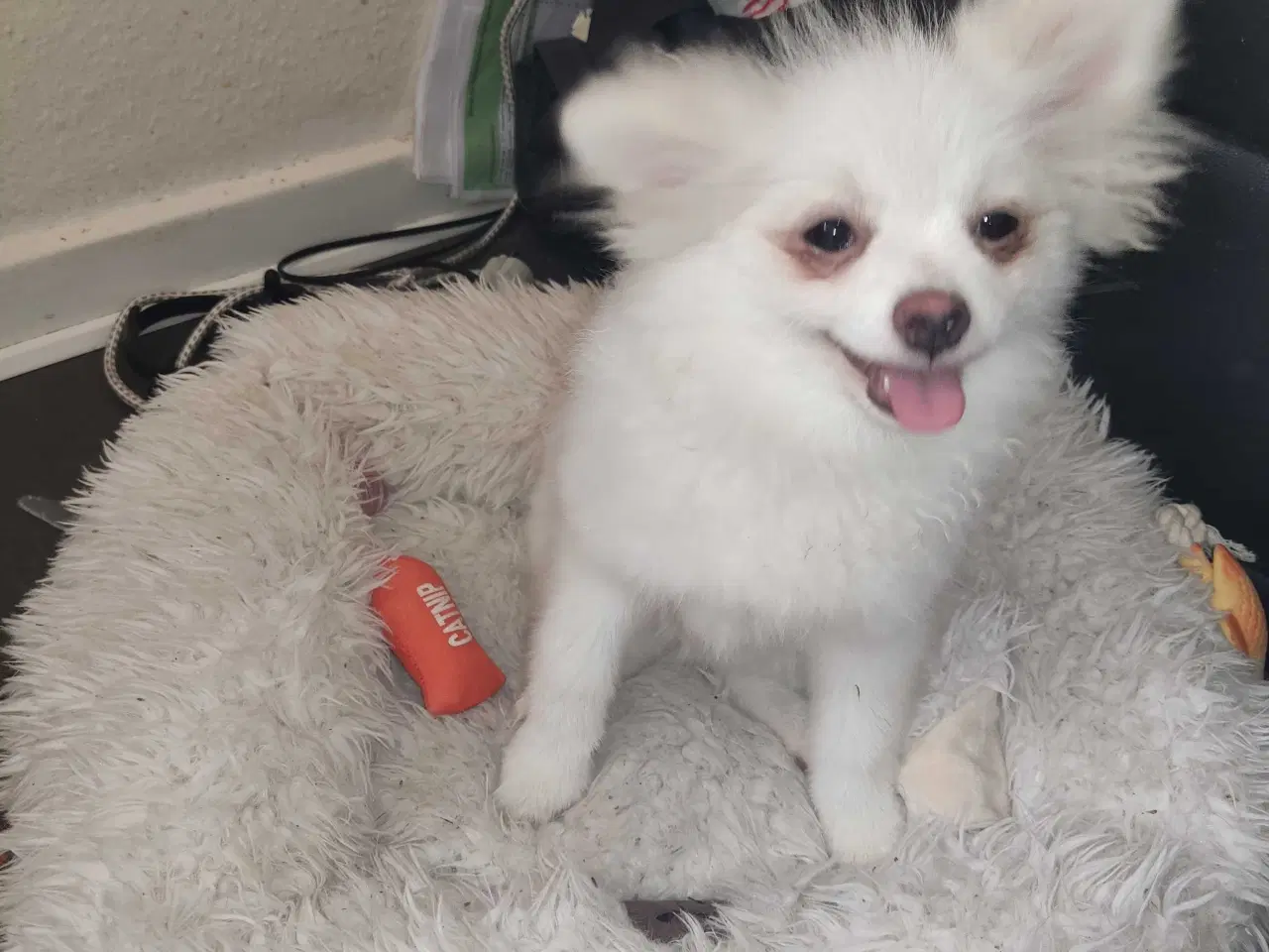 Billede 8 - Mini Pomeranian 