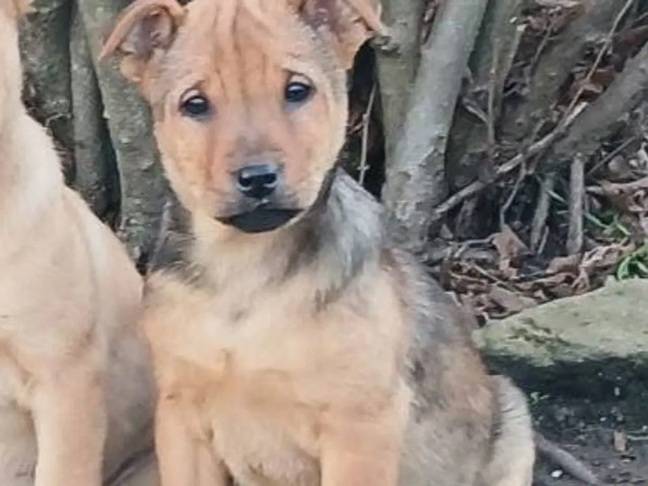 Billede 1 - Lille Dina leder efter sit 4-ever hjem 🏡 💝