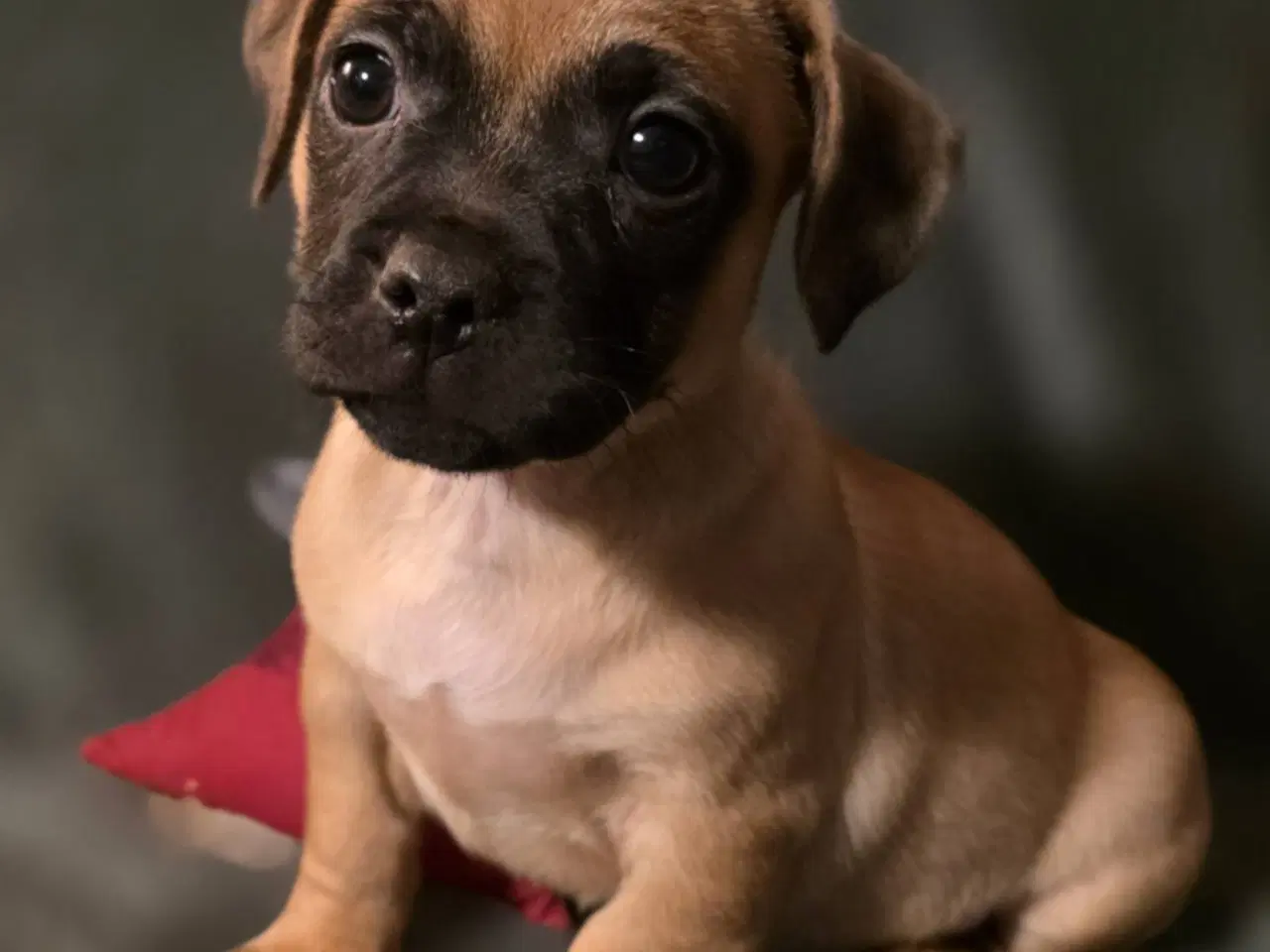 Billede 6 - Jack Russel Mix