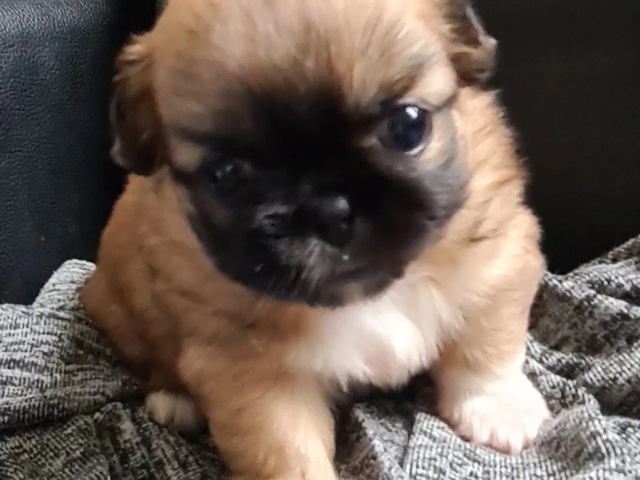 Billede 8 - Pekingeser piger