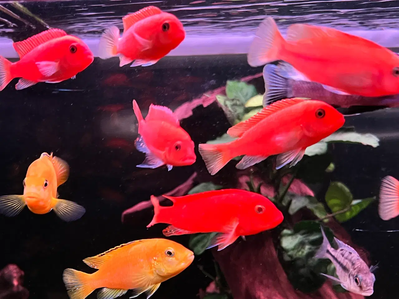 Billede 3 - Malawi super Red zebra utrolig smukke