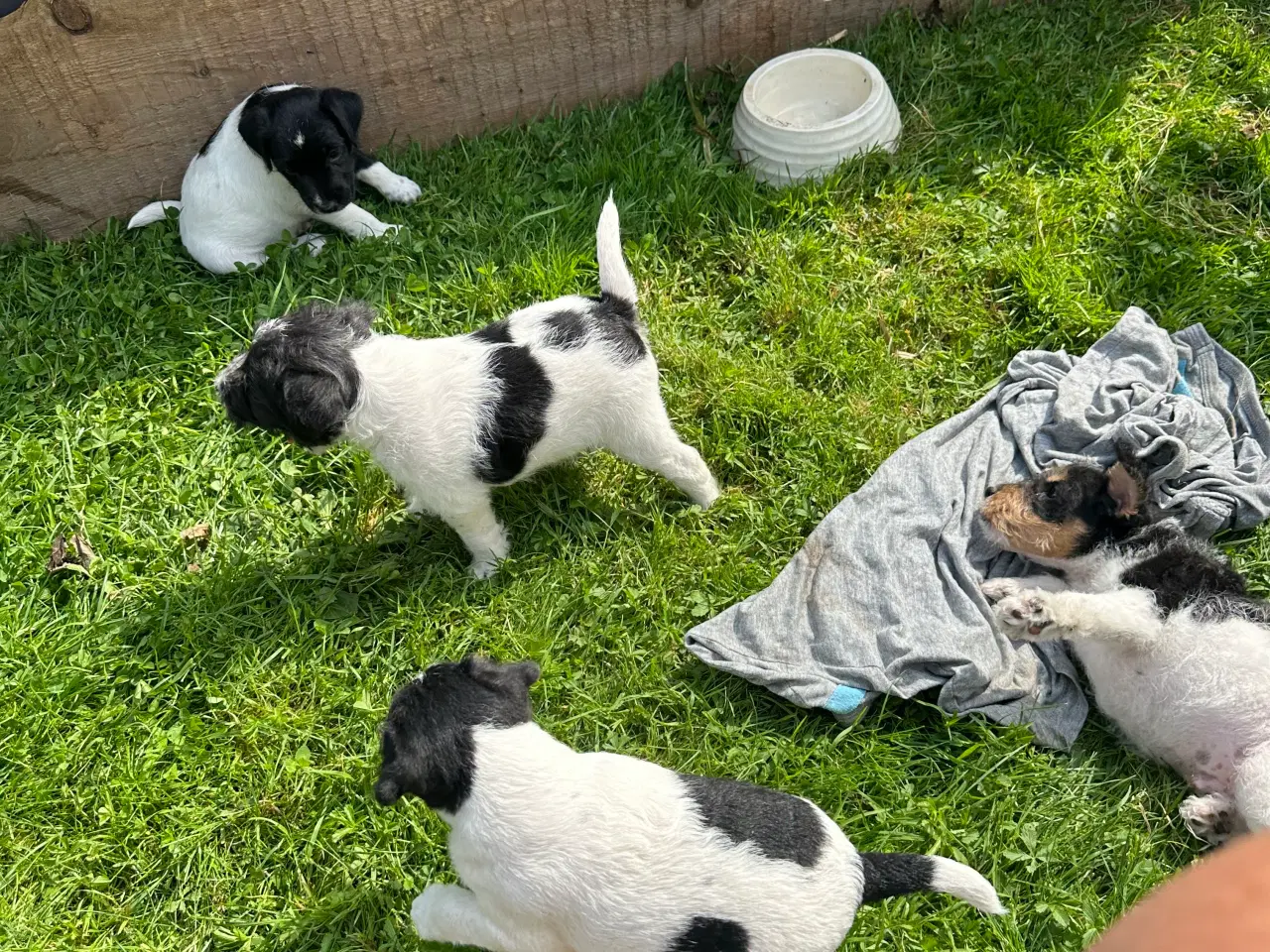 Billede 3 - Jack Russell Hund
