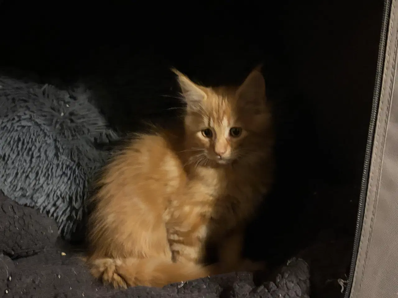 Billede 7 - Dejlige smukke og flotte