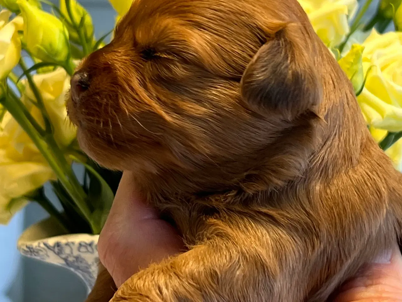 Billede 5 - Smukke Rød Zobel Havanais 