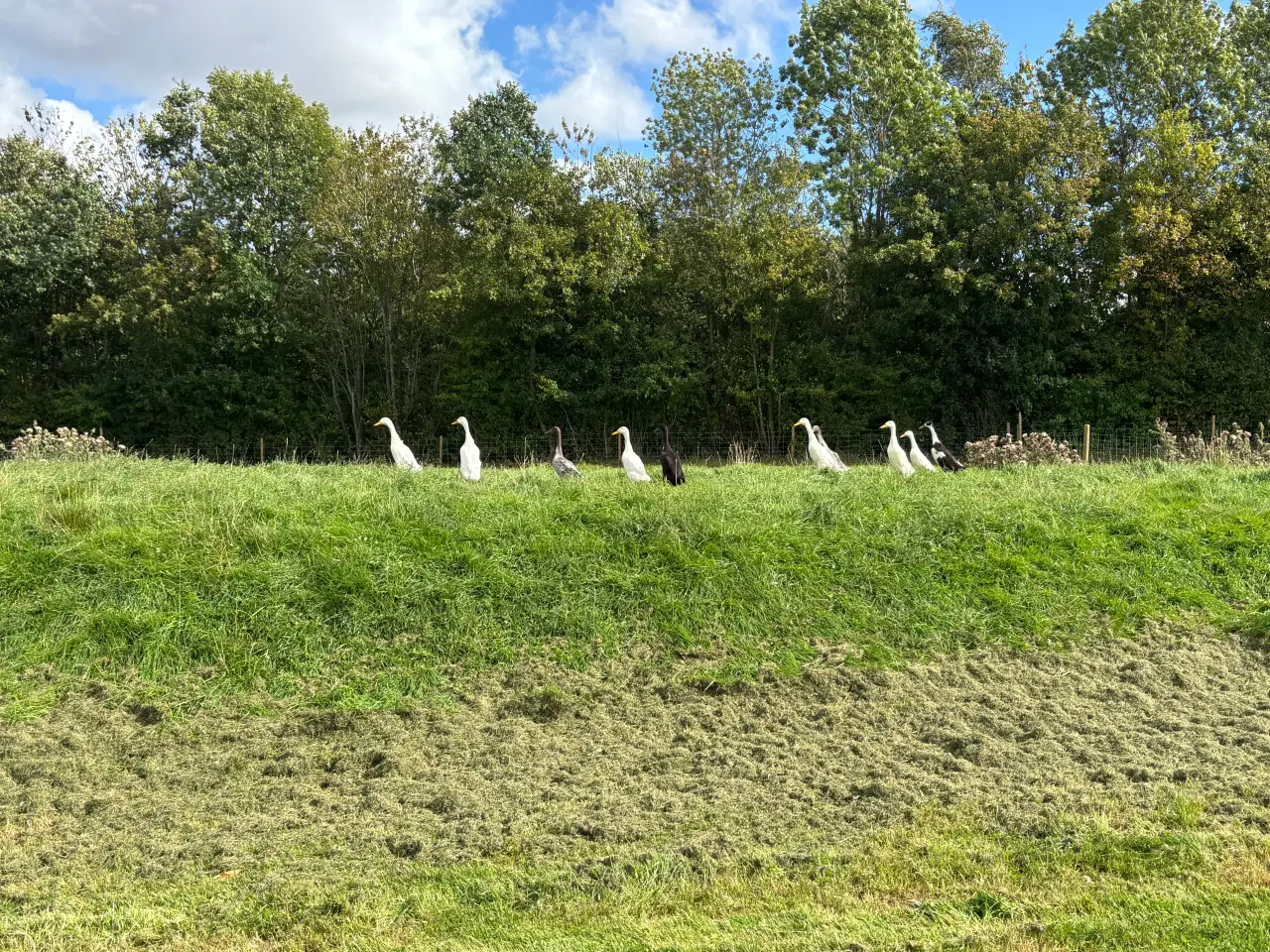 Billede 1 - Løbeænder 