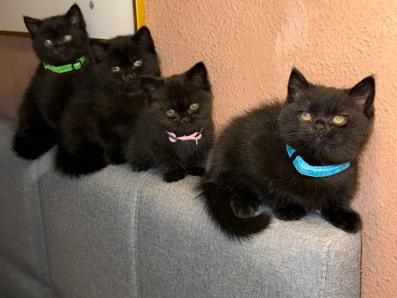 Billede 5 - British shorthair til salg 