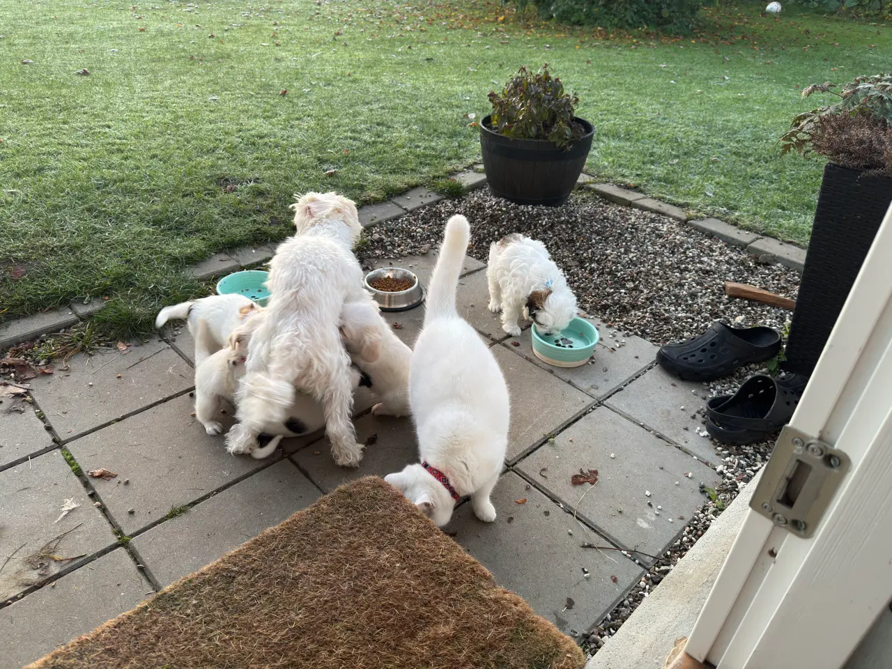 Billede 2 - Poshun hvalpe