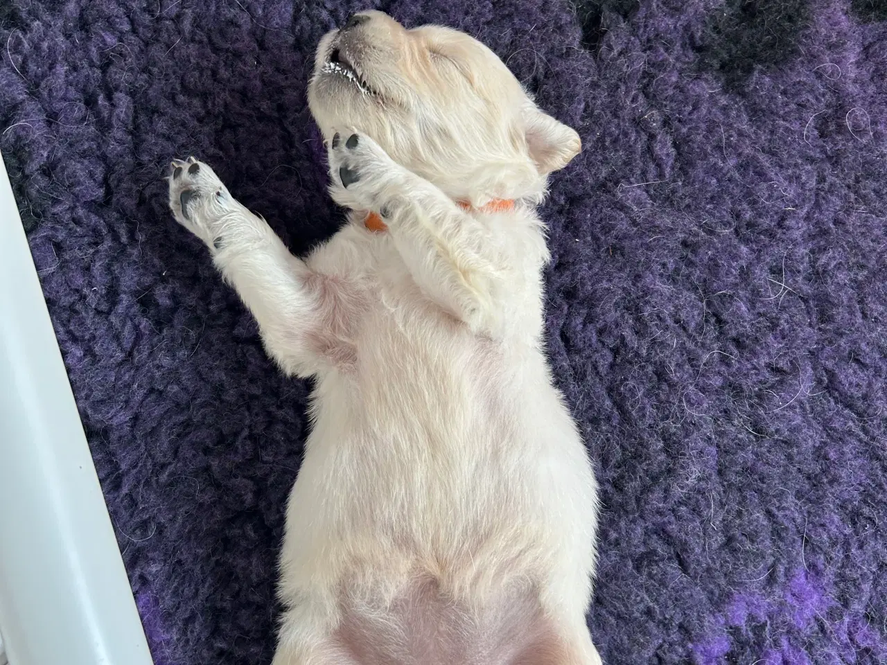 Billede 6 - Golden Retriver hvalpe