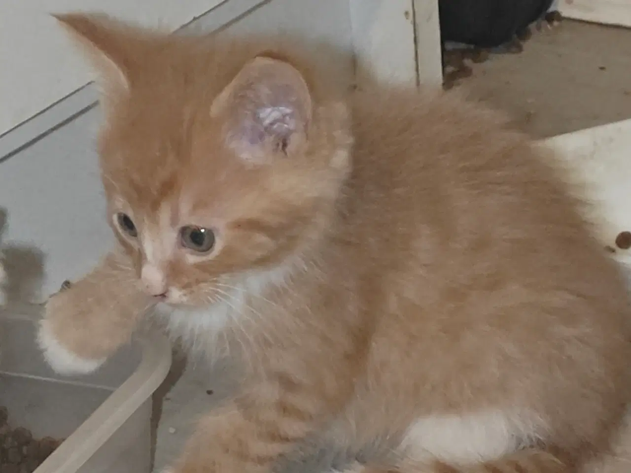 Billede 2 - Vidunderlige kattekillinger