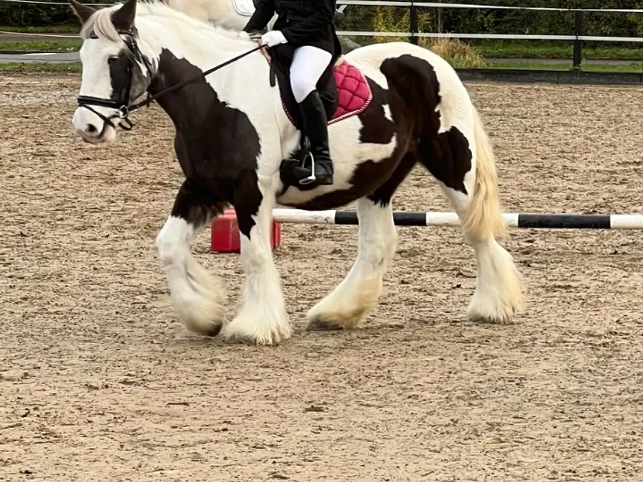 Billede 5 - Smuk tinker hoppe 