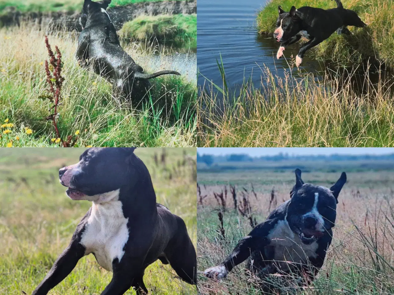 Billede 4 - Xl bully han