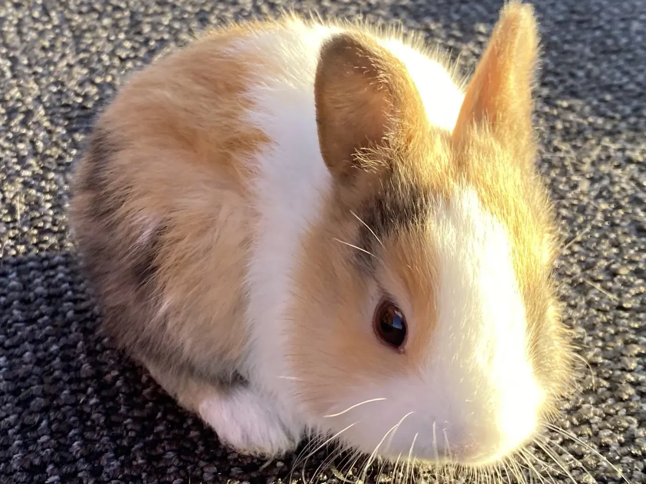 Billede 1 - HOLLÆNDER HAN JAPANER SORT/GUL