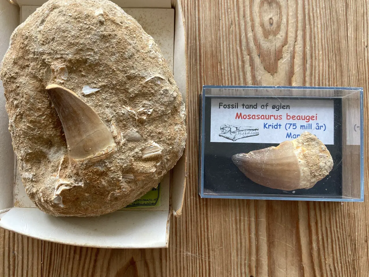 Billede 3 - Dinosaur tand fra Mosasaurus